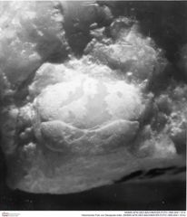 Historisches Foto von Decapoda indet. (NHMW-AFW-GEO-BACHMAYER-FOTO-1990-0041-1514)